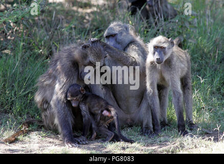 Babbuini in Sud Africa Foto Stock