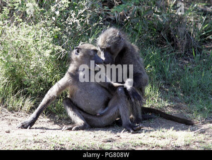 Babbuini in Sud Africa Foto Stock