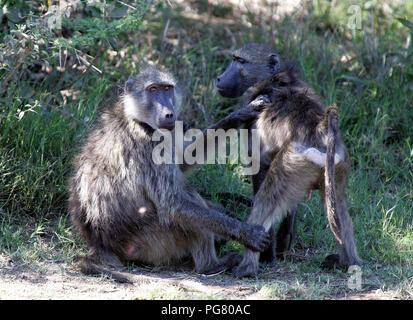 Babbuini in Sud Africa Foto Stock