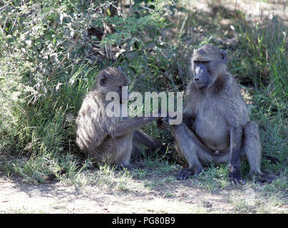 Babbuini in Sud Africa Foto Stock