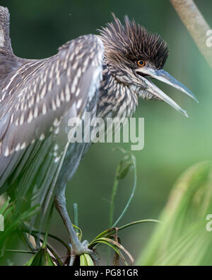 Black-Crowned Night-Heron baby in attesa di mangimi e godendo nel suo ambiente. Foto Stock