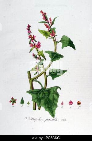 Atriplex patula - Flora Batava - volume v7. Foto Stock