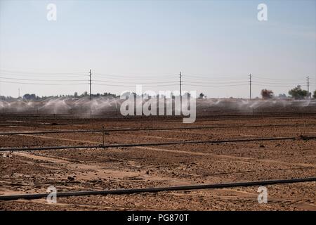 Irrigazione di spruzzatore sistema di recente irrigazione piantato i semi in un campo nella Valle Imperiale, Calfornia, Stati Uniti. Foto Stock