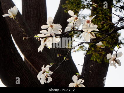 Close-up di bianco magnolia kobus fiori in un parco in Hokkaido, Giappone Foto Stock