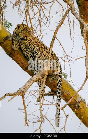 Leopard nella struttura ad albero, panthera pardus, Ishasha, Queen Elizabeth National Park, Uganda Foto Stock