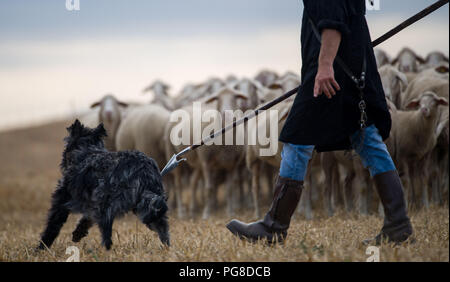 Markgröningen, Germania. Il 24 agosto 2018. Pastore Thomas Heinrich passeggiate lungo la mandria di pecore con il suo cane durante le prestazioni imbrancandosi dello stato degli allevamenti di pecore associazione di Baden-Württemberg Markgröningen. Prestazioni imbrancandosi è parte dell'Markgröninger Schäferlauf. Foto: Sebastian Gollnow/dpa Credito: dpa picture alliance/Alamy Live News Foto Stock