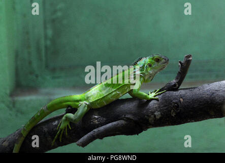 Un camaleonte a Guindy Snake Park a Chennai, India. Foto Stock