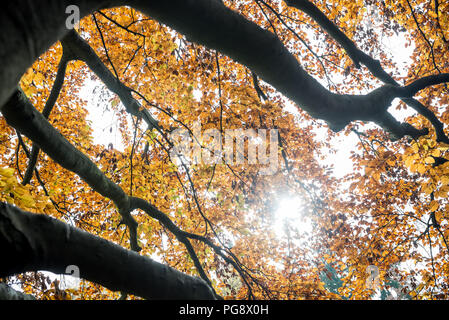 Sfondo di stagliano rami contemplati in una colorata giallo Foglie di autunno con un sunburst raffigurante il mutare delle stagioni dall'estate all'autunno. Foto Stock