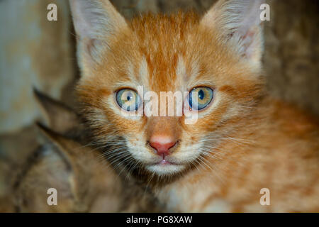 Bella fluffy cat con grande verde e blu occhi fissando la telecamera. Foto Stock