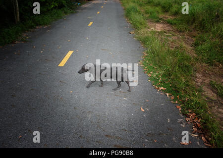 Lonely stray scabbia cane a camminare sulla strada Foto Stock