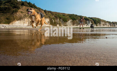 I cani che corre verso la telecamera dopo una sfera, Danesi Dyke dog friendly spiaggia, Flamborough, REGNO UNITO Foto Stock