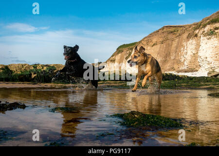Cani giocando e in esecuzione mediante acqua di mare verso la telecamera, Danesi Dyke, Flamborough, REGNO UNITO Foto Stock