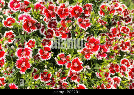 Bellissimo rosso vibrante colore bianco fiori come sfondo close up Foto Stock