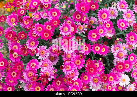 Bella rosa vibrante colore rosso fiori come sfondo close up Foto Stock