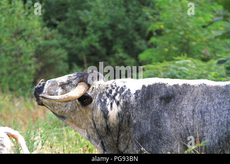 Inglese Longhorn il pascolo di bestiame nel bosco Foto Stock