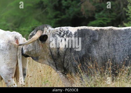 Inglese Longhorn il pascolo di bestiame nel bosco Foto Stock