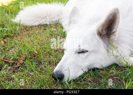 Bianco svizzero bello cane pastore è dormire fuori sull'erba verde. Foto Stock