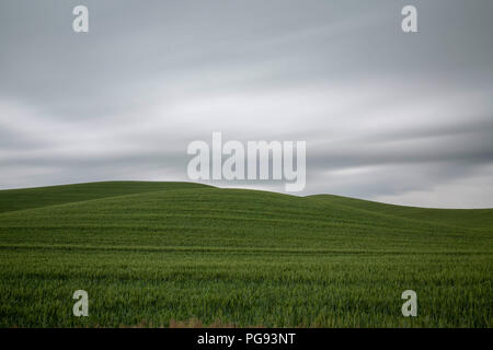 Inquietanti nubi raccolta su un green farm field nel Palouse a Washington Foto Stock