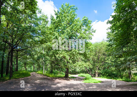 Oak tree sulla radura della foresta nel parco Timiryazevskiy di Mosca sulla soleggiata giornata estiva Foto Stock