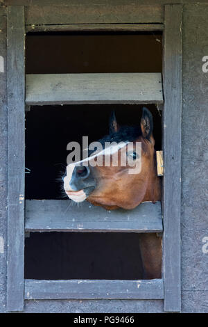 Testa di cavalli che si stacca da una porta stabile ad uno spettacolo agricolo. REGNO UNITO Foto Stock