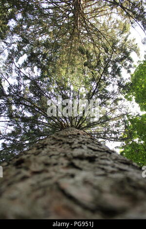 Vista dal basso di un vecchio crescita tall pine tree in unione Pier, Michigan, Stati Uniti d'America. Foto Stock