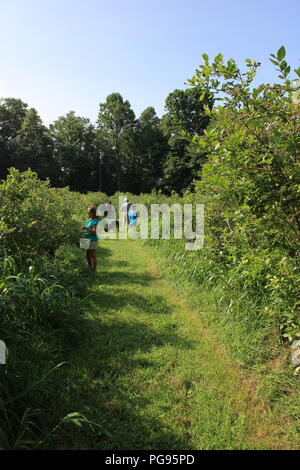 #Summerfun Caucasian kids godendo di divertimento estivo mentre mirtillo picking in Sawyer, Michigan, Stati Uniti d'America. Foto Stock