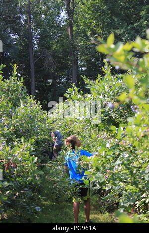 #Summerfun Caucasian kids godendo di divertimento estivo mentre mirtillo picking in Sawyer, Michigan, Stati Uniti d'America. Foto Stock