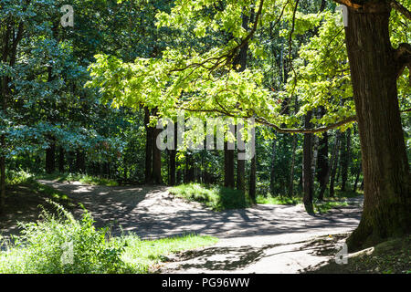 Il ramo di quercia illuminata dal sole nella foresta del parco Timiryazevskiy di Mosca sulla soleggiata giornata estiva Foto Stock