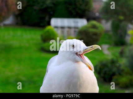 Adulto Aringa europea Gull bocca aperta e squawking Foto Stock
