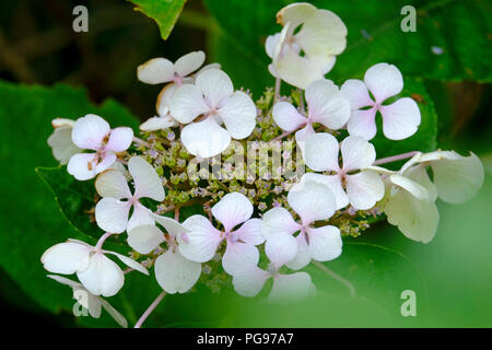 Close up di Hydrangea Lace Cap Foto Stock
