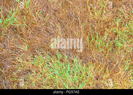 La sezione di erba arida su un prato in estate Foto Stock