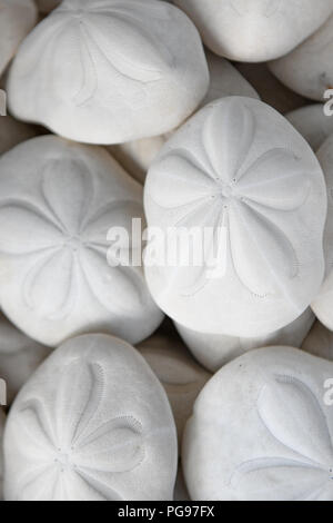 Più biscotti di mare / sabbia dollari / ricci di mare - collezione di conchiglie sulla spiaggia al tramonto nella Carolina del nord Stati uniti Foto Stock
