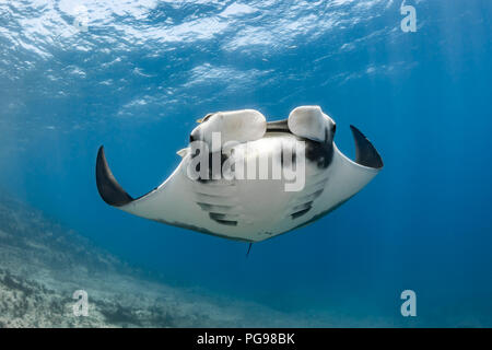 Pacifico gigante Manta Ray a La Reina, Mare di Cortez (Manta birostris) Foto Stock