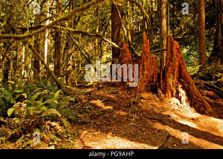 La foresta pluviale al Marymere Falls trail nell'Olympic Nationalpark in Washington Foto Stock