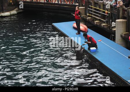 Un trainer alimentazione di un falso Killer Whale denominato Chester in Aquarium di Vancouver, Canada Foto Stock