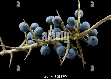 Frutti di bosco che cresce su un pruno selvatico, o ramo di prugnolo, Prunus spinosa. Il frutto del pruno selvatico è spesso utilizzato per insaporire alcolici con lo Sloe gin essendo sul Foto Stock