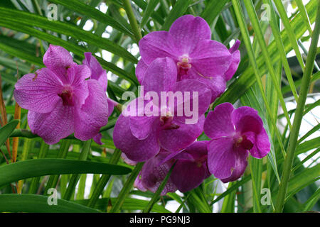 Close up di un cluster di fioritura di orchidee Vanda con foglie di bambù in background Foto Stock