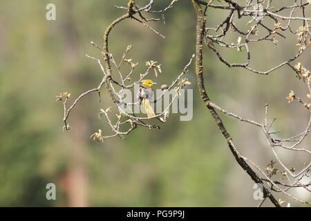 Femmina del Giovenco Rigogolo (Icterus bullockii) e germogli di primavera, Bass Lake, California Foto Stock