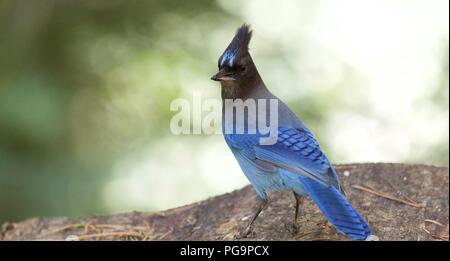 Steller Jay (Cyanocitta stelleri) in piedi sul ceppo di albero con grande preda di insetti, Sequoia National Park, California Foto Stock