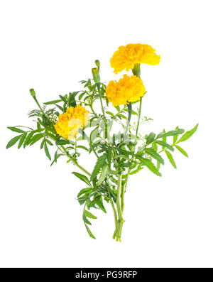 Le calendule con giallo fiore di colore arancione su sfondo bianco. Foto Studio Foto Stock