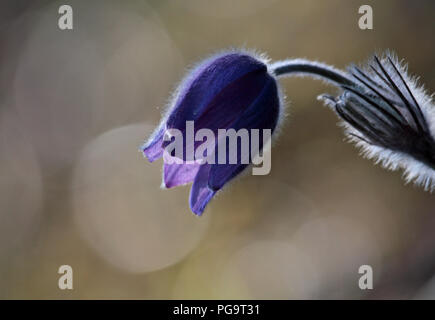 Rare e protette fiore che sboccia nella foresta finlandese Foto Stock