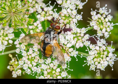 Parasite volare / tachinid volare / Tachina fera alimentando il nettare dai fiori umbellifer in estate
