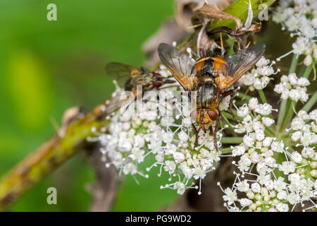 Parasite volare / tachinid volare / Tachina fera alimentando il nettare dai fiori umbellifer in estate