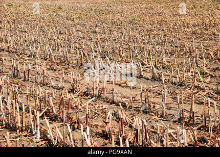 Campo delle stoppie dopo la raccolta in estate, mown il campo di mais stoppia in sole di mezzogiorno Foto Stock