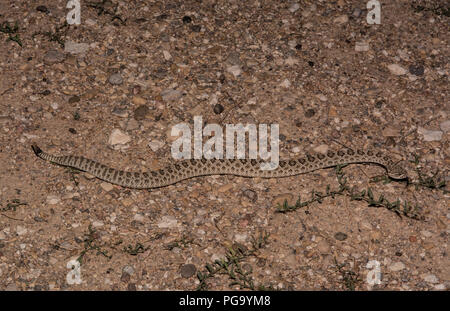 Una femmina adulta di prateria Rattlesnake (Crotalus viridis) attraversa una strada di ghiaia in una notte senza luna in Otero County, Colorado, Stati Uniti d'America. Foto Stock