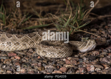 Un maschio adulto Prairie Rattlesnake (Crotalus viridis) attraversando una strada in una notte senza luna in Otero County, Colorado, Stati Uniti d'America. Foto Stock