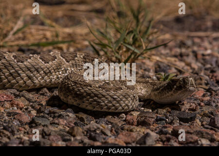 Un maschio adulto Prairie Rattlesnake (Crotalus viridis) attraversando una strada in una notte senza luna in Otero County, Colorado, Stati Uniti d'America. Foto Stock