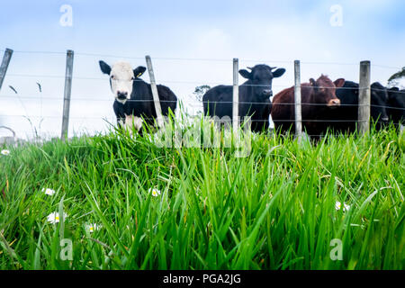 Angolo basso con profondità di campo: la messa a fuoco è su erba verde. Sfocato di bovini da carne in background in North Island, Nuova Zelanda, NZ Foto Stock
