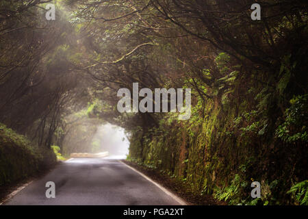Strada con tunnel di alberi durante la giornata di nebbia. Foto Stock