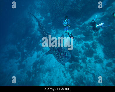 Squalo Balena con subacquei dal di sopra Foto Stock